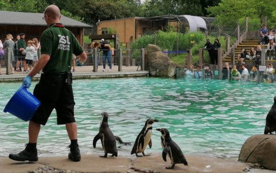Penguin enclosure at the Zoo