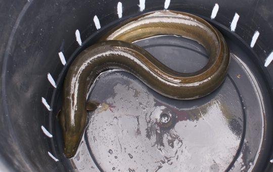A European eel in a bucket