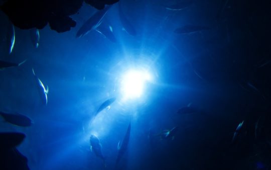 A deep-ocean image showing fish in a low-light environment