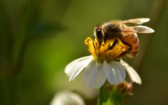 A bee on a flower