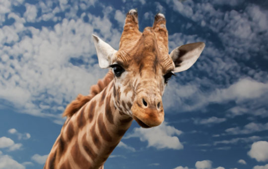 zoo