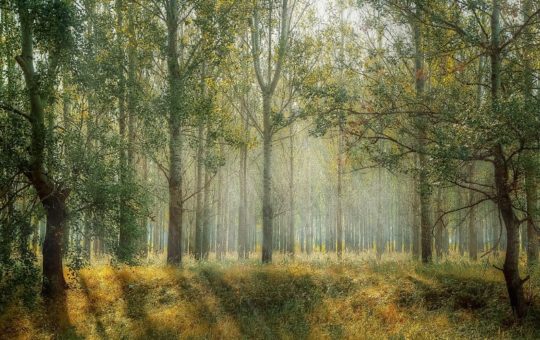 trees