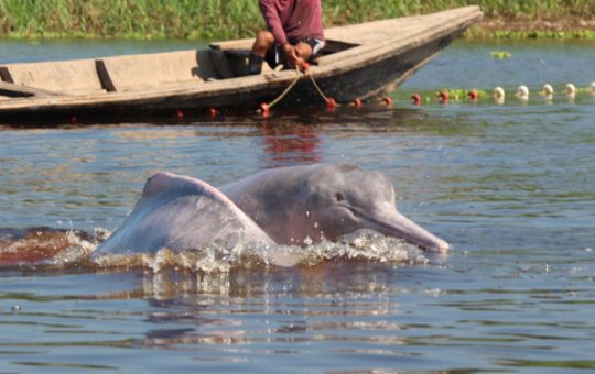 Two Amazon river dolphins