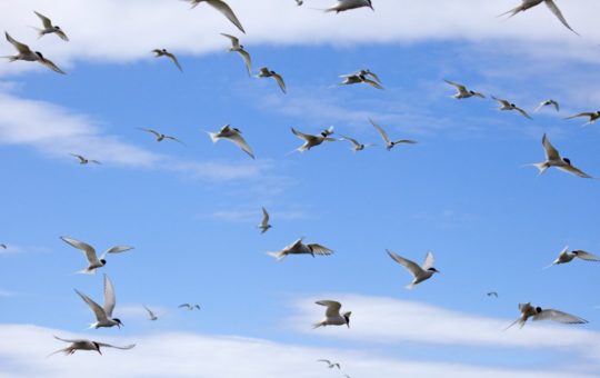 Arctic terns in flight