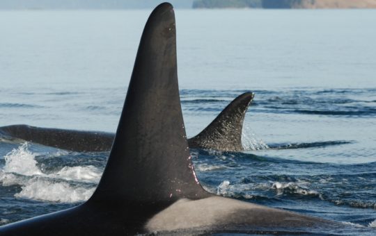 The fins of two whales swimming side by side