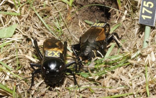 Two field crickets