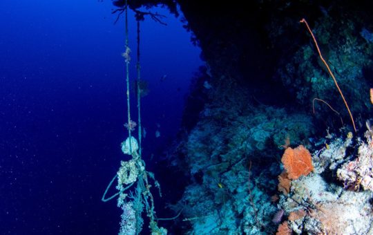 A piece of fishing rope hanging from coral in the deep ocean