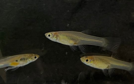 Trinidadian guppies