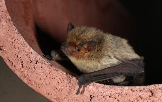 A bat