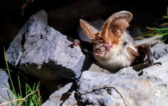 A brown long-eared bat