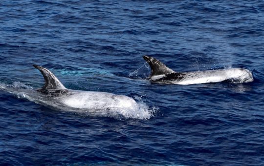 Two dolphins in the sea