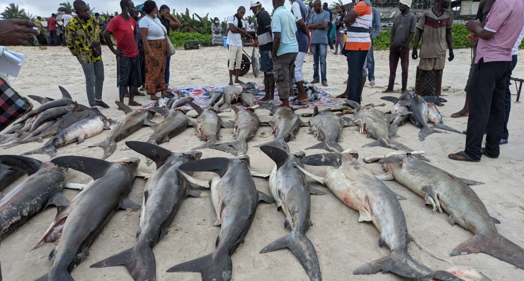 Sharks lined up on the ground, with people looking at them