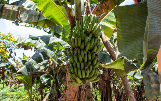 bananas, Dominican Republic