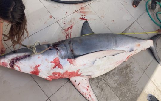 A dead shark lying on a tiled surface