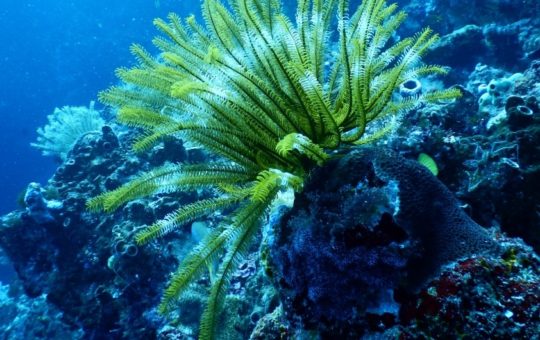 Marine ecosystem