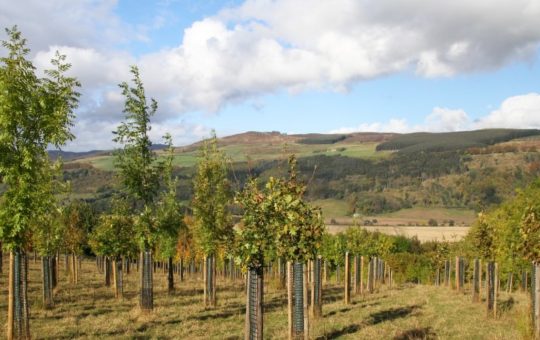 Agroforestry in Aberfeldy, Scotland.