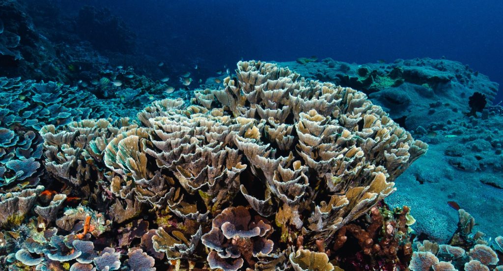 Mesophotic (deep-water) corals on the Great Barrier Reef.