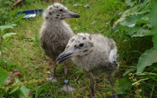 Two herring gull chicks