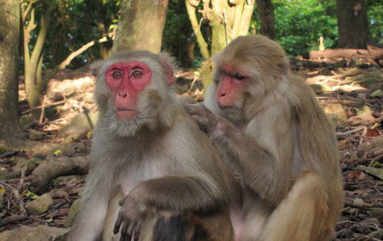 Two Rhesus macaques sitting together on the ground. One is grooming the other's fur
