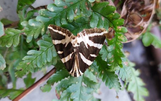 A Jersey tiger moth