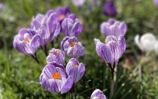 A close-up image of purple crocuses