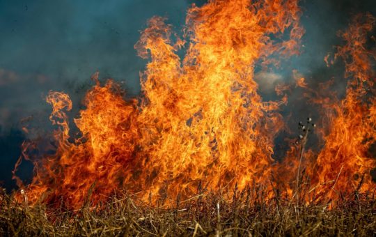 Grass in a field on fire
