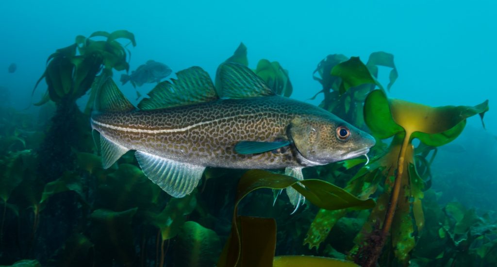 A close up portrait of a cod (Gadus morhua) in a kelp forest. There are several other cod in the background.