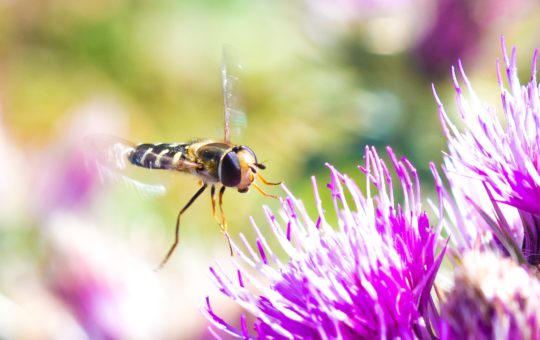 A pied hoverfly hovering beside a purple flower