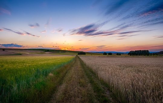 A large crop field with a track between two different growing areas, seen at sunrise or sunset with clear skies - apart from a few small clouds