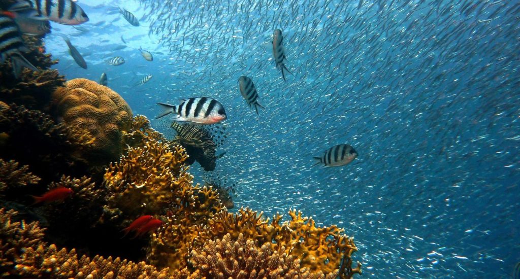 A coral reef teeming with fish