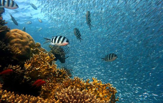 A coral reef teeming with fish