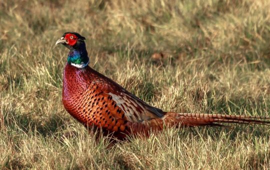 A male pheasant standing in short grass