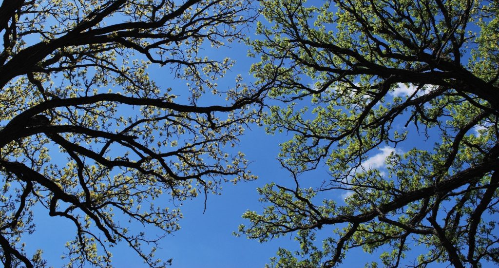 The branches of two trees seen in silhouette from below, with a blue sky in the background